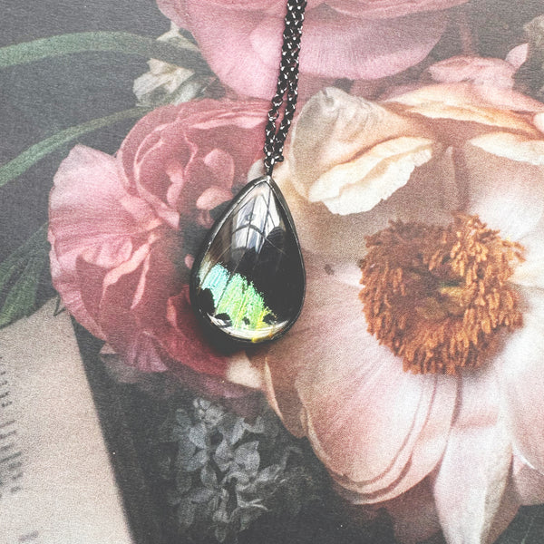 Larger Sunset Moth Rainbow Teardrop