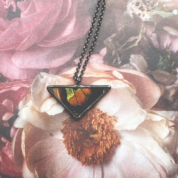 Extremely Rare Ornithoptera rothschildi Birdwing Small Triangle