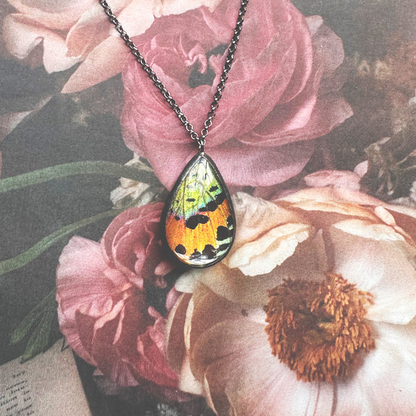 Larger Sunset Moth Rainbow Teardrop