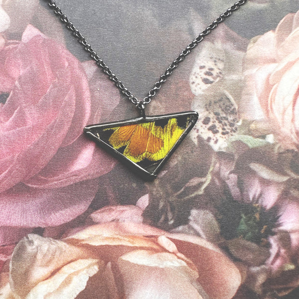 Extremely Rare Ornithoptera rothschildi Birdwing Small Triangle