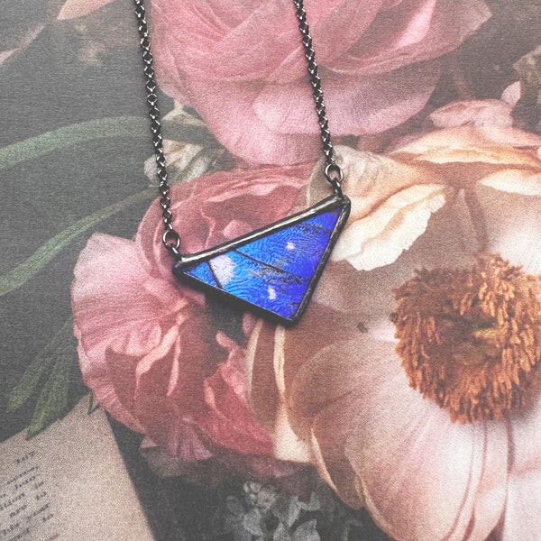 Morpho Helena (RARE) Small Triangle