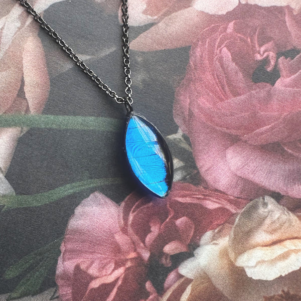 Morpho Marquis Bevel