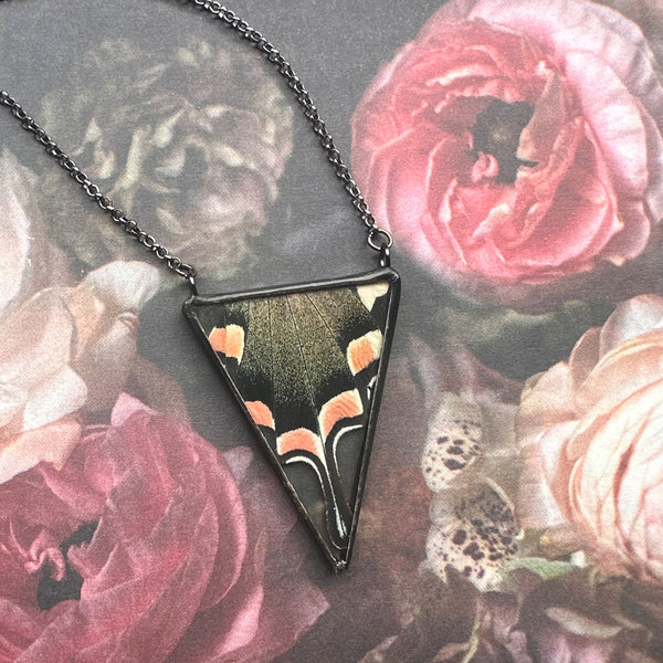 Madagascan Giant Swallowtail Atenor Triangle