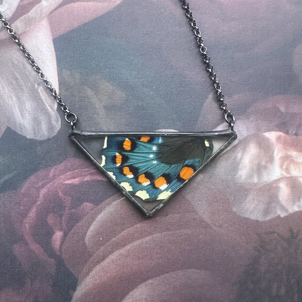Pipevine Swallowtail Large Triangle