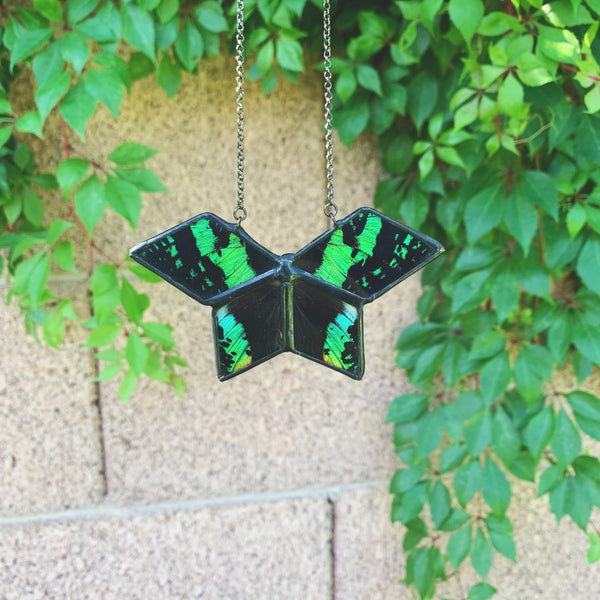 Geo Moth - Sunset Moth