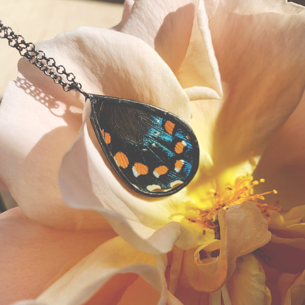 Pipevine Swallowtail Teardrop
