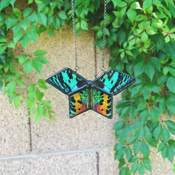 Geo Moth - Sunset Moth