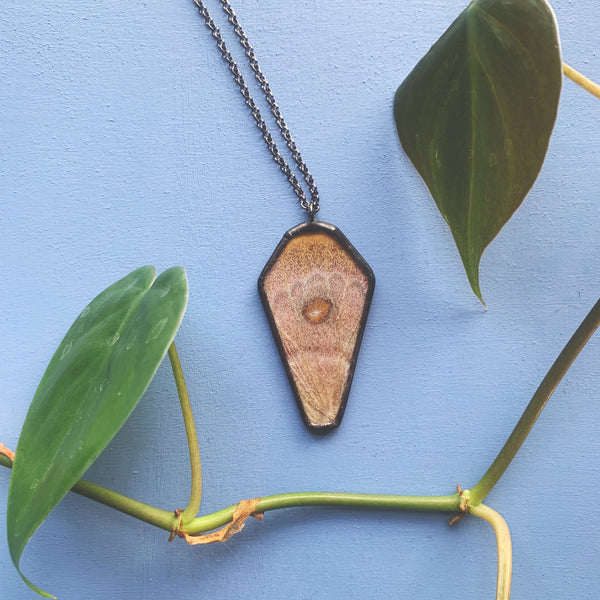 Madagascan Bullseye Moth Coffin - RARE