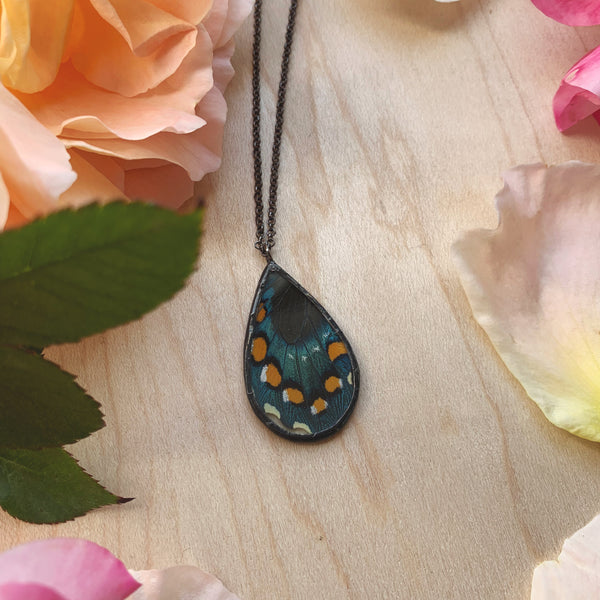 Pipevine Swallowtail Teardrop