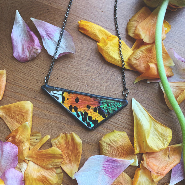 Large Sunset Moth Scalene Triangle