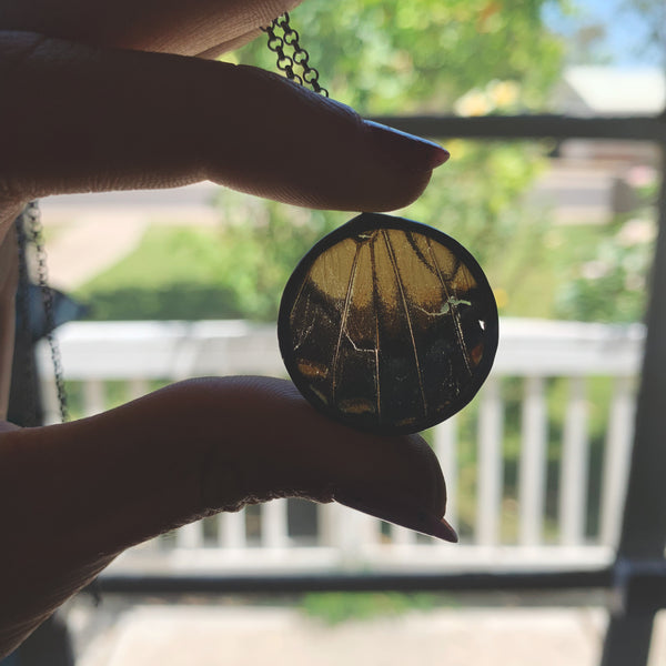 Tiger Swallowtail Circle Pendant