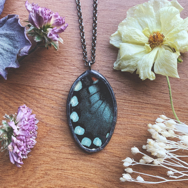 Spicebush Swallowtail Oval